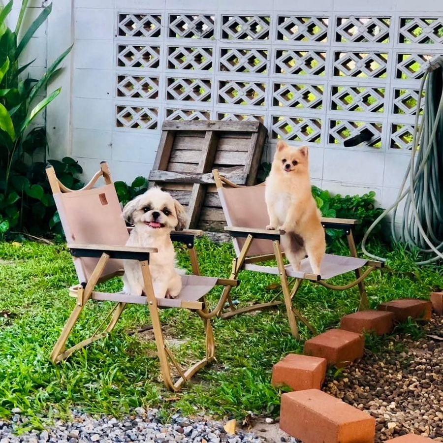 Pet Friendly น้องหมา